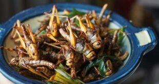 Grande rede de supermercados do Reino Unido planeja vender insetos