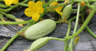 Pepinos Crescentes Portao do jardim