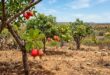 arvores frutiferas tolerantes a seca