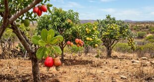 arvores frutiferas tolerantes a seca