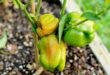 15 dicas para cultivar pimentas mais rapidamente