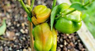 15 dicas para cultivar pimentas mais rapidamente