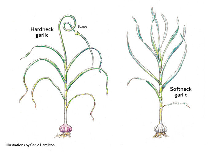 Ilustração botânica de alho hardneck e softneck por Carlie Hamilton