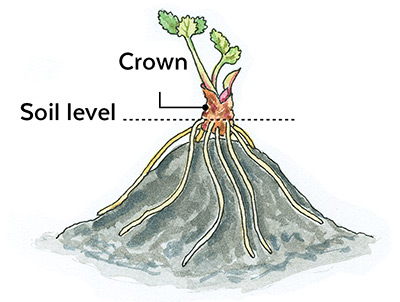 How-to-start-a-strawberry-patch-bare-root-planting: Coloque a coroa de plantas de morango de raiz nua no nível do solo.