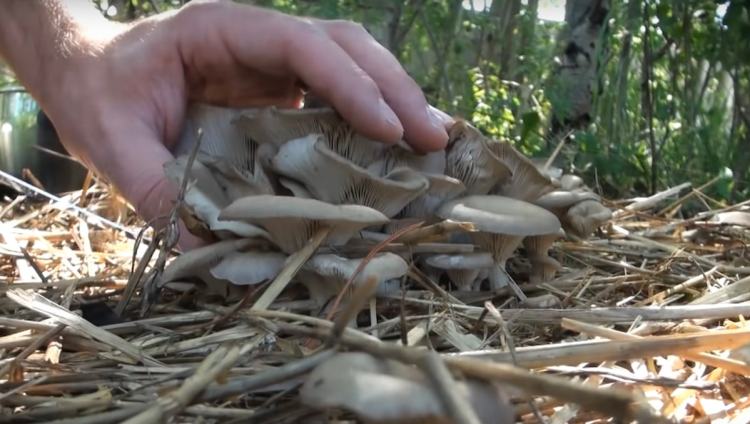 colheita de cogumelos caseiros