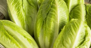 Pregnancy Food Checker Logo