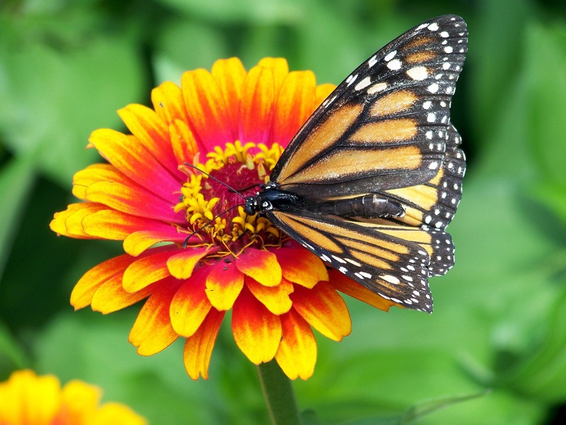 borboleta monarca de perto