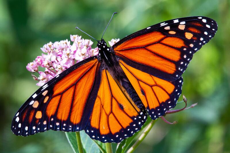 bborboleta monarca se abre