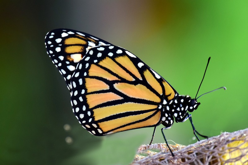 bborboleta monarca repousa