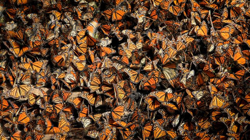 borboleta monarca em grupo