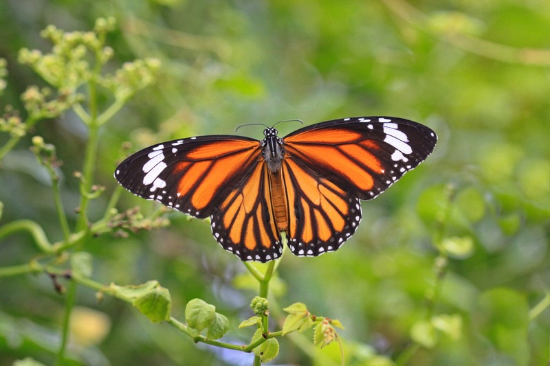 borboleta monarca na natureza