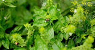 18 otimas plantas companheiras para o manjericao