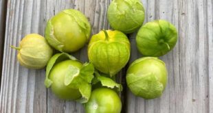 Como crescer Tomatillos em um recipiente