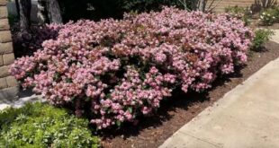 Como crescer arbusto florido de espinheiro indiano Rhaphiolepis indica