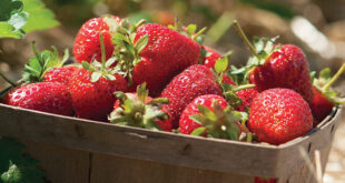 How-to-start-a-strawberry-patch-pv: Uma única planta de morango pode produzir até um litro de frutas em uma temporada, então você não precisa de muitas para satisfazer o desejo por essas deliciosas belezas vermelhas.  Com certeza vale a pena o esforço