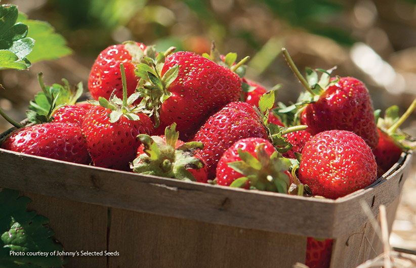 How-to-start-a-strawberry-patch-pv: Uma única planta de morango pode produzir até um litro de frutas em uma temporada, então você não precisa de muitas para satisfazer o desejo por essas deliciosas belezas vermelhas.  Com certeza vale a pena o esforço