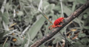 Como se livrar dos acaros do trevo instrucoes uteis