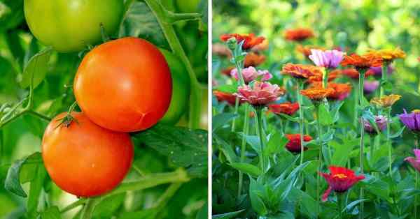 planta de tomate e flores crescendo