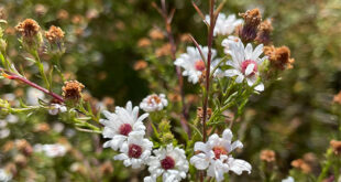 Plantas nativas de aster branco para adicionar ao seu jardim
