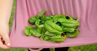 Quanto tempo as ervas levam para crescer