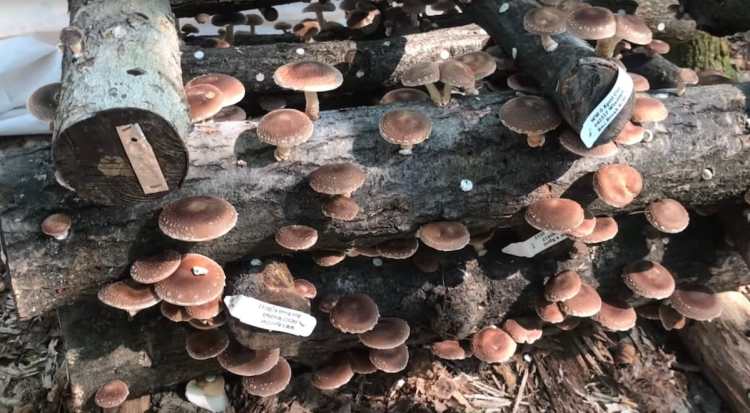 cultivo de cogumelos em troncos