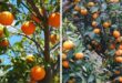 Tangerinas x Laranjas Explicacao Canal de Jardinagem