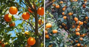 Tangerinas x Laranjas Explicacao Canal de Jardinagem