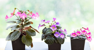 Um guia para cultivar e cuidar de plantas Sinningia