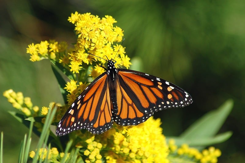 monarch 1926184 1920