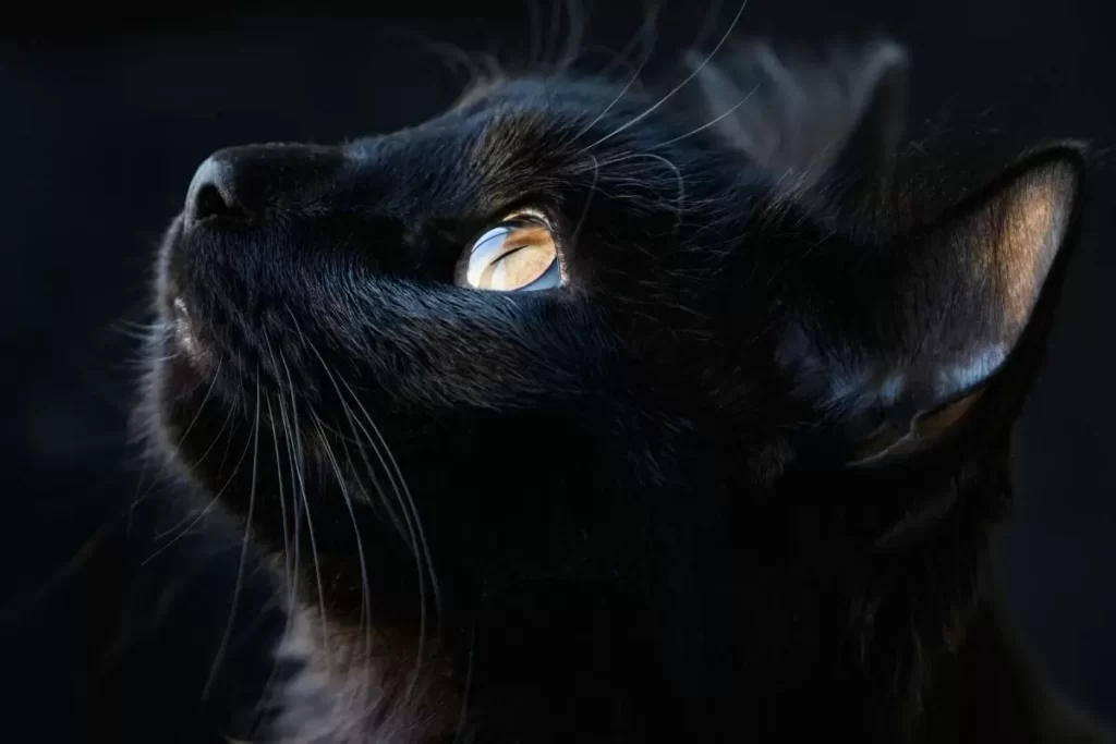 Qual Significado de Sonhar com Gato na Visão Espírita?