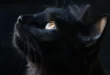 qual o significado se sonhar com gato na visao espiritual 2