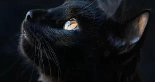 qual o significado se sonhar com gato na visao espiritual 2