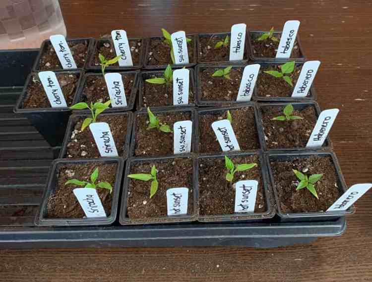 1670271585 39 Como cultivar pimenta tabasco Capsicum frutescens