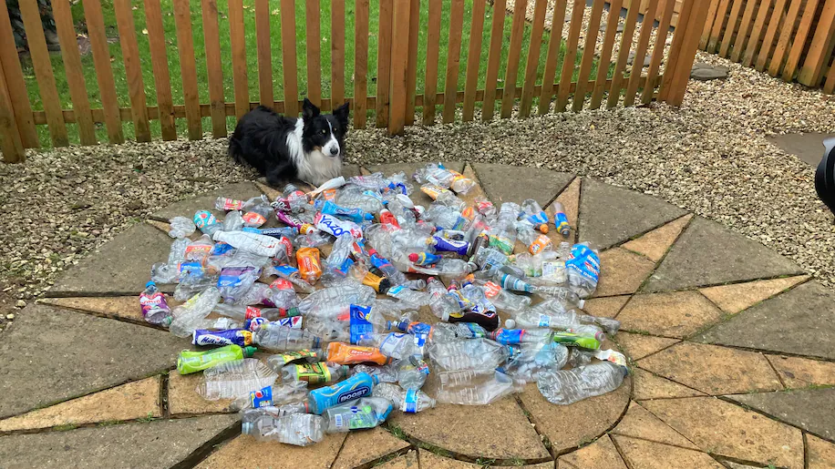 Cão no Reino Unido coleta mais de 1.000 garrafas para Reciclagem