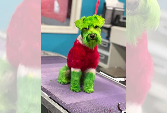 Cão pintado de Grinch viraliza no TikTok e gera polêmica