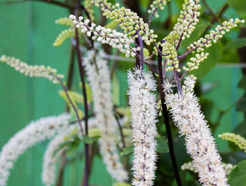 Grávida pode tomar chá de Cohosh Preto e Azul? Grávida pode tomar chá de Cohosh Preto e Azul?