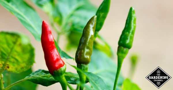 Como cultivar pimenta tabasco Capsicum frutescens