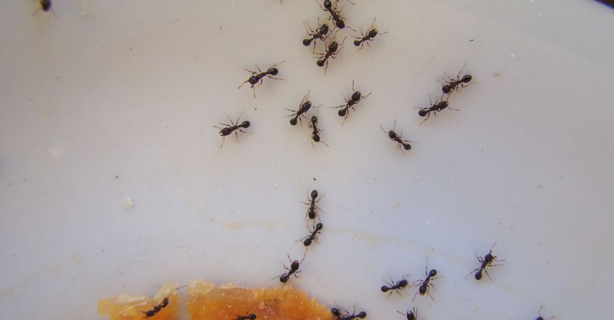 Como matar formigas em Apartamento com Sal