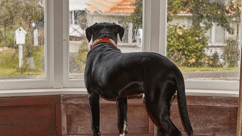 5 sinais de que seu cachorro está sofrendo de ansiedade