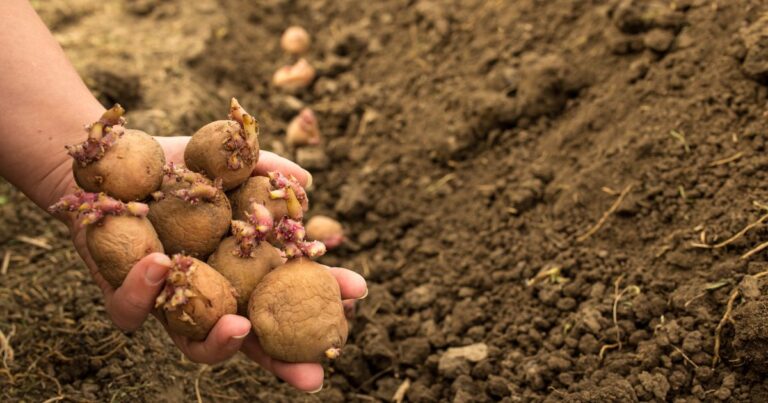 Como Plantar Batata Em Casa FaÇa VocÊ Mesmo Passo A Passo 3924