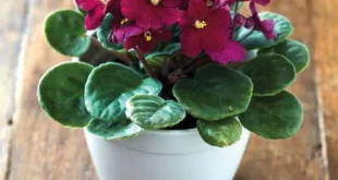 8 Plantas Ideais para Decorar sua Casa