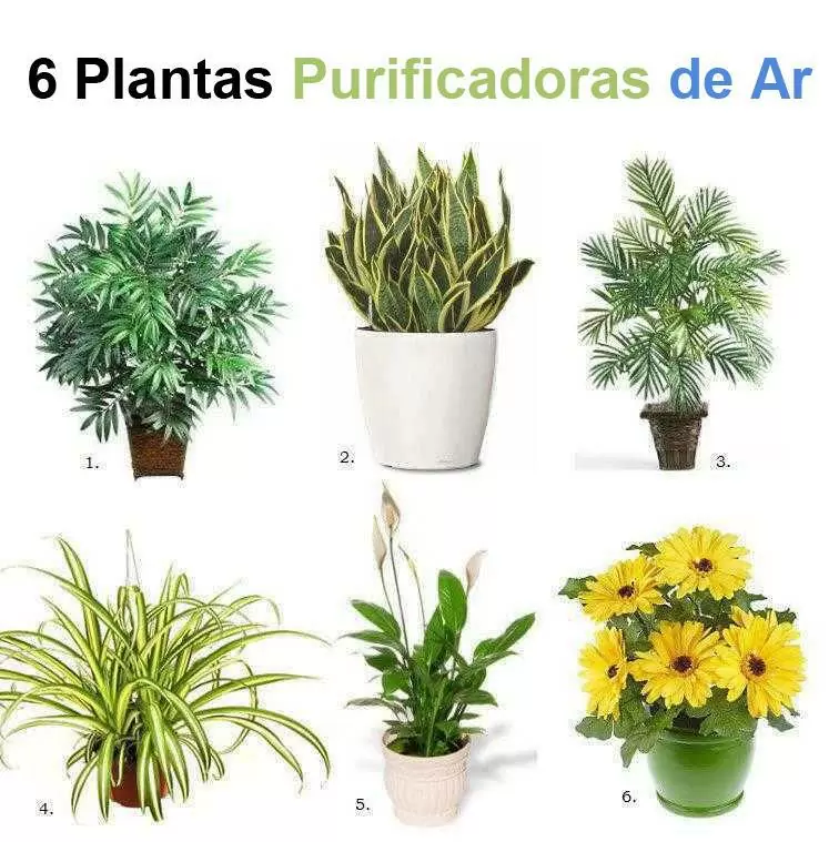 fb463 plantas que purifican o ar da casa