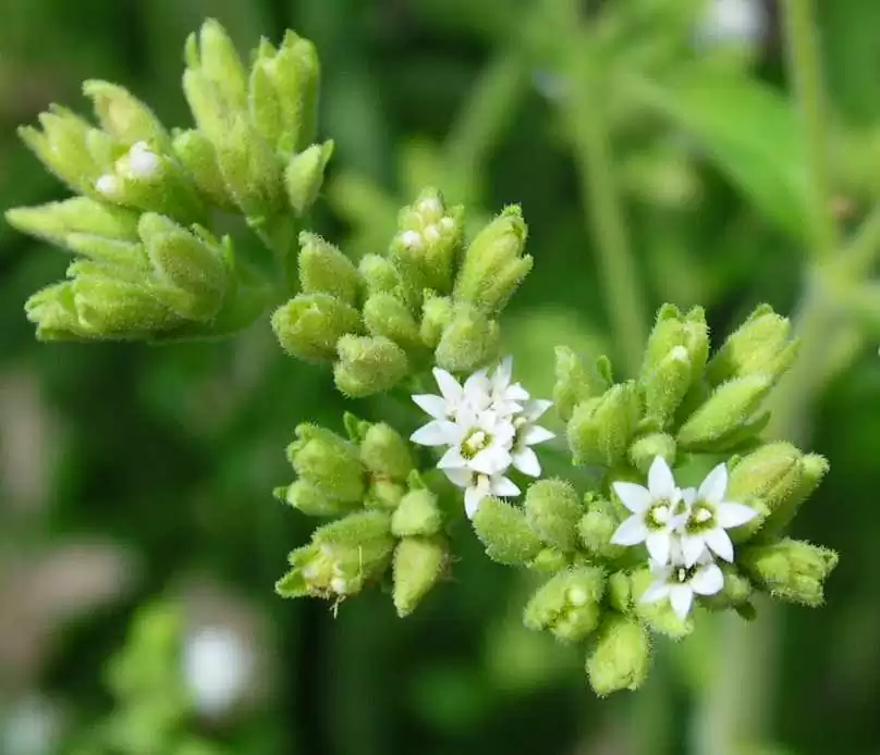 8bc25 stevia flower
