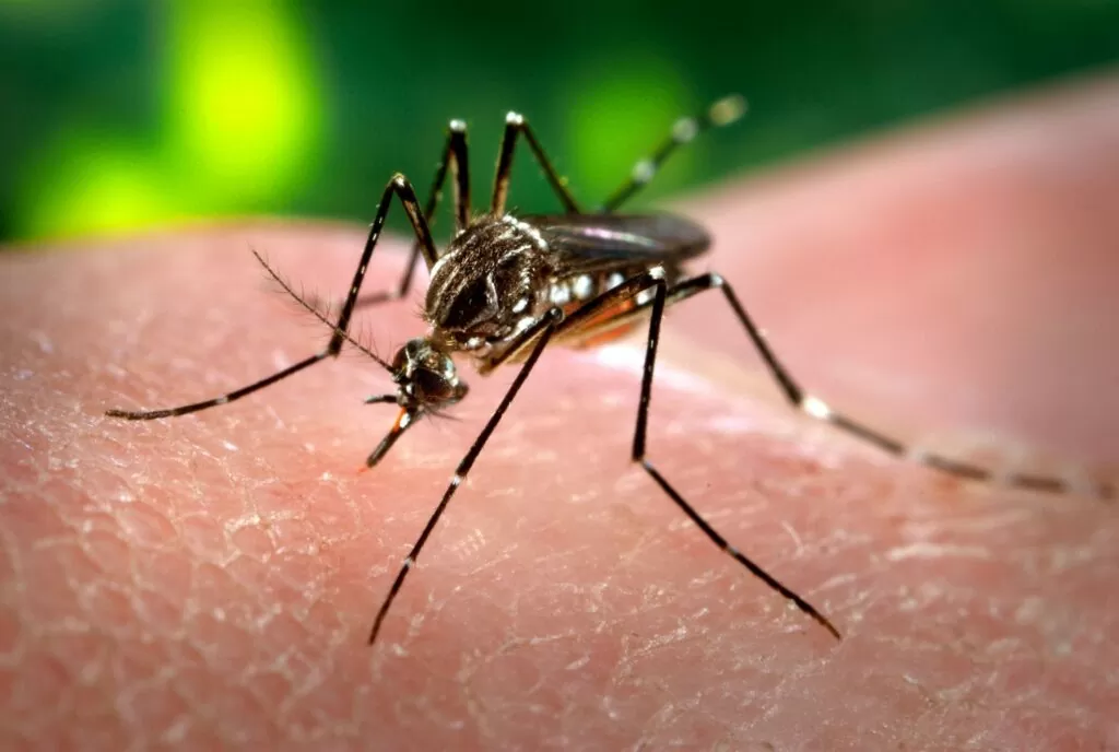 6b212 384 casos de dengue sao registrados em varzea grande