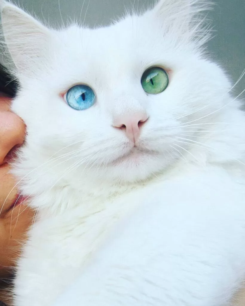 57caf heterochromia cat cross eyed alos 5