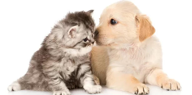 Conheça os Sinais de Tireoide em Cães e Gatos