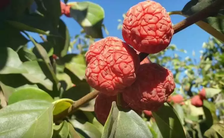 10 arvores frutiferas que sao tolerantes a seca
