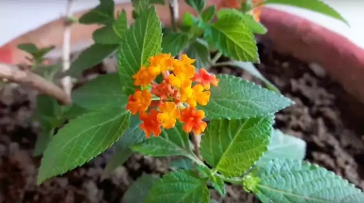 Como cultivar Lantana dentro de casa Verbenaceae