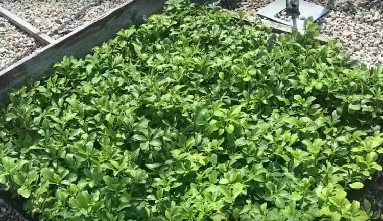 Como cultivar plantas de Pachysandra como cobertura do solo