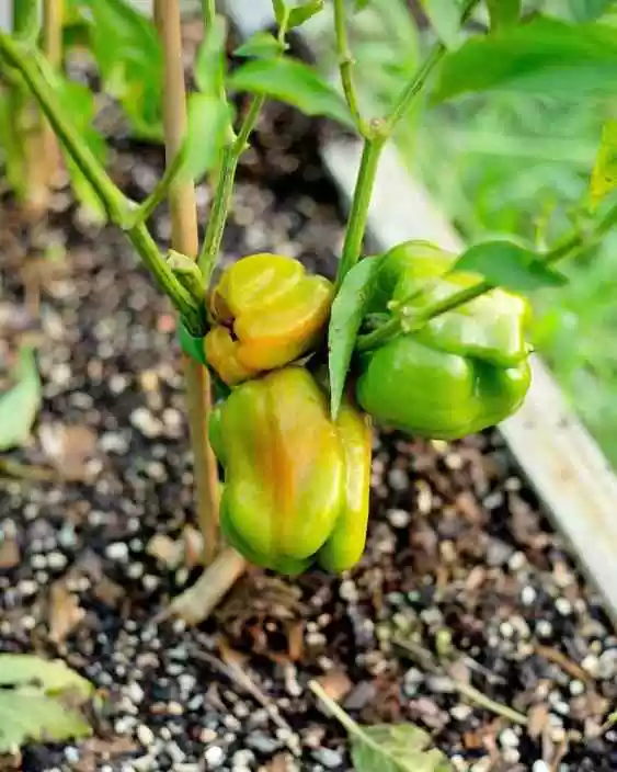 15 dicas para cultivar pimentas mais rapidamente